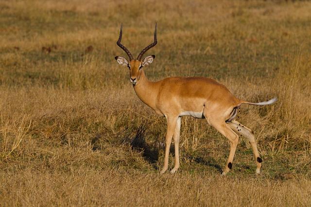 227 Linyanti, impala.jpg